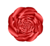 Red Rose Image